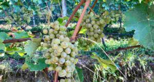 Kerner 2020, Rielingerhof #viniartigianali La storia del Kerner, vitigno a bacca bianca semi-aromatico coltivato in Germania, Austria, Svizzera e Alto Adige.