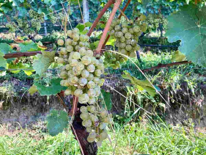 Kerner 2020, Rielingerhof #viniartigianali La storia del Kerner, vitigno a bacca bianca semi-aromatico coltivato in Germania, Austria, Svizzera e Alto Adige.
